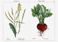Yonge Instructive Picture Book Antique Print Rape, Rye, Red Beet - Panteek Antique Prints