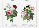 Yonge Instructive Picture Book Antique Print Rose, Lily, Pansy, Carnation - Panteek Antique Prints