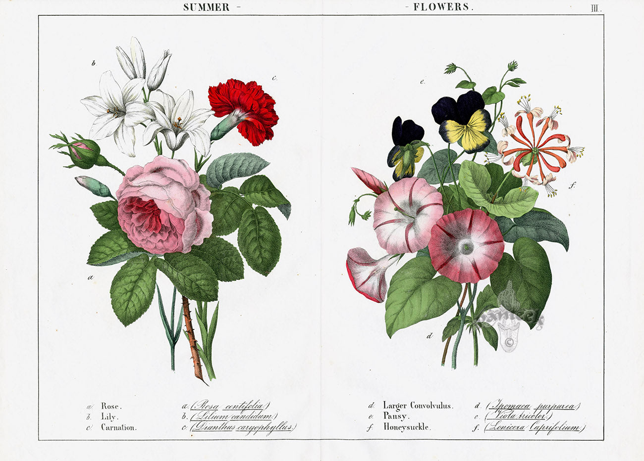 Yonge Instructive Picture Book Antique Print Rose, Lily, Pansy, Carnation