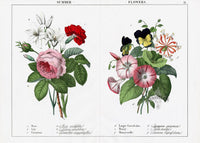Yonge Instructive Picture Book Antique Print Rose, Lily, Pansy, Carnation - Panteek Antique Prints