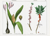 Yonge Instructive Picture Book Antique Print Saffron, Crocus, Daphne - Panteek Antique Prints