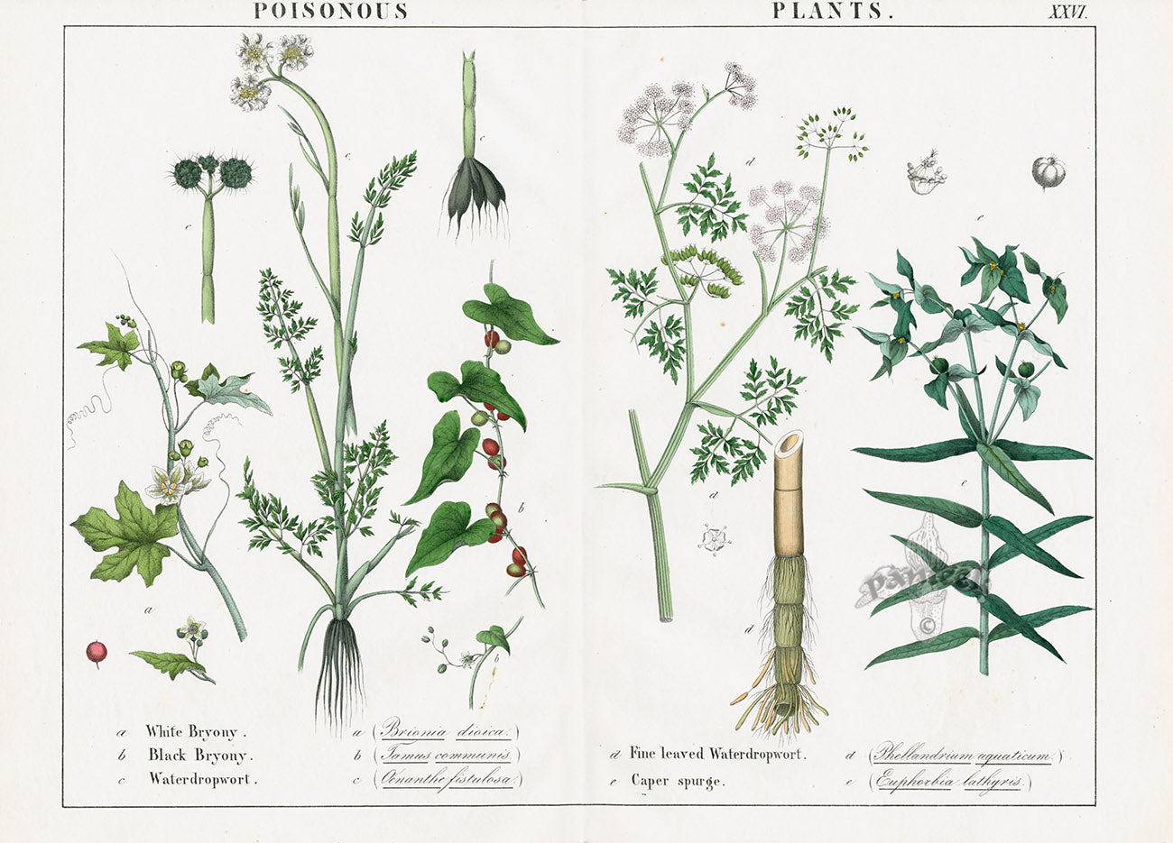 Yonge Instructive Picture Book Bryony, Caper