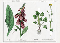 Yonge Instructive Picture Book Foxglove, Buttercup - Panteek Antique Prints