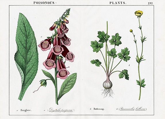 Yonge Instructive Picture Book Foxglove, Buttercup