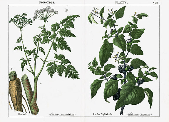 Yonge Instructive Picture Book Hemlock, Nightshade