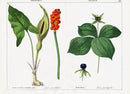 Yonge Instructive Picture Book Herb Paris - Panteek Antique Prints