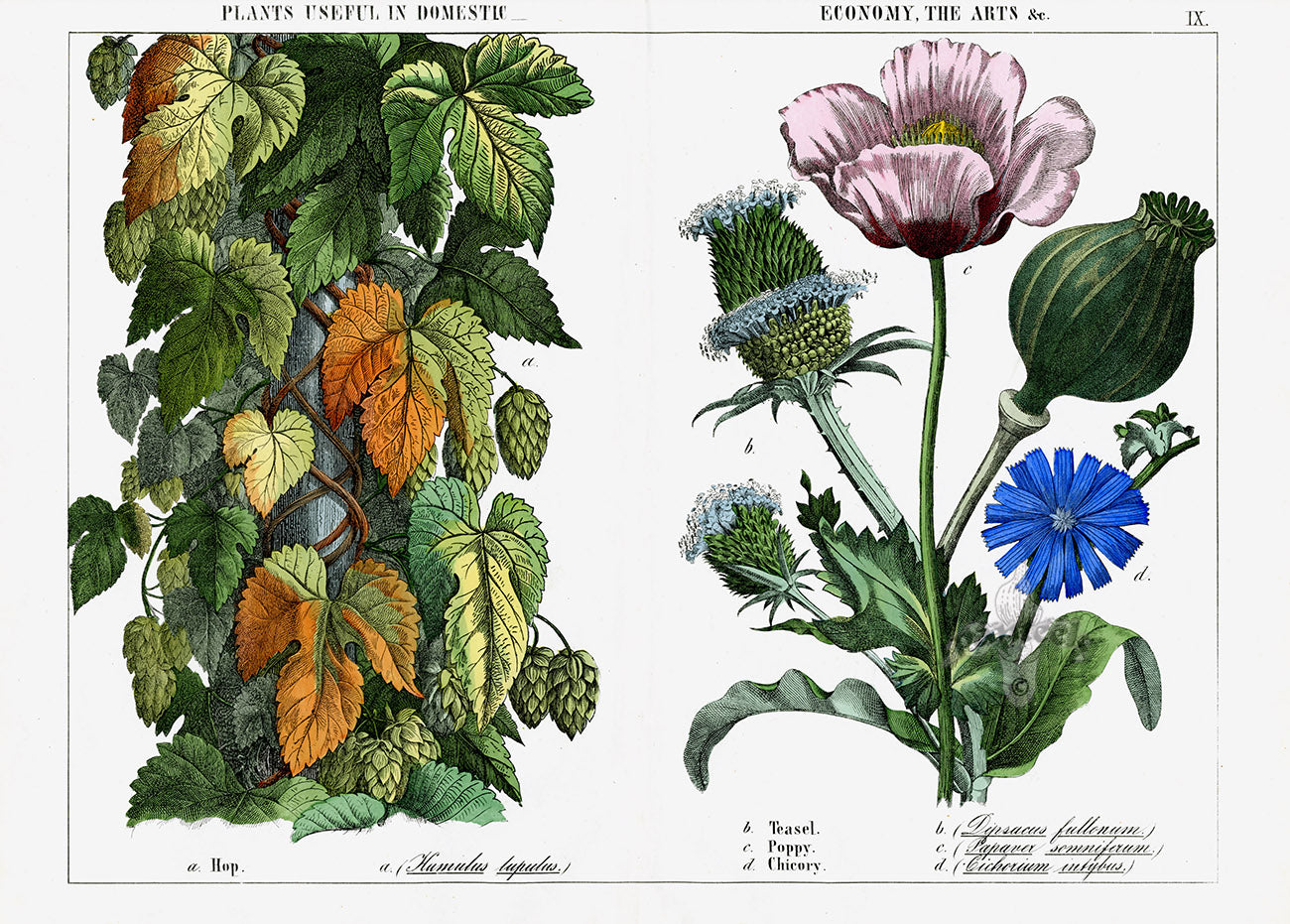 Yonge Instructive Picture Book Hops, Poppy