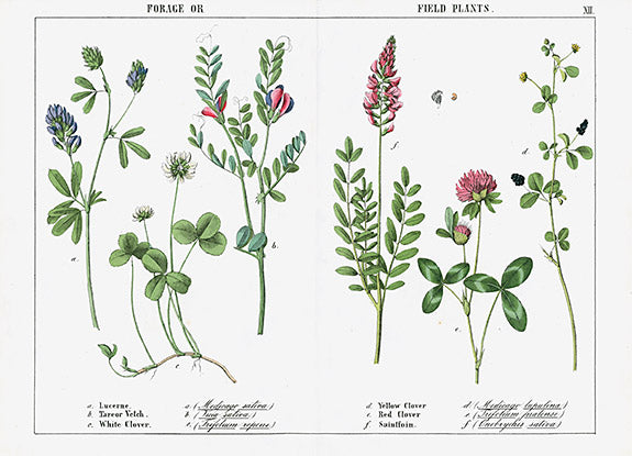 Yonge Instructive Picture Book Lucerne, Clover