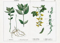 Yonge Instructive Picture Book Mercury, Laburnum - Panteek Antique Prints