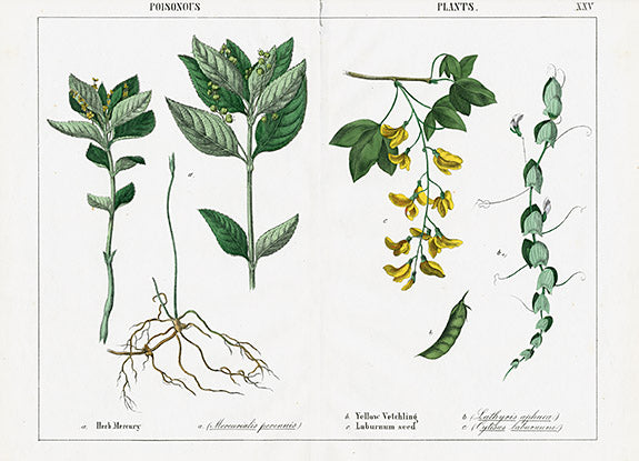 Yonge Instructive Picture Book Mercury, Laburnum