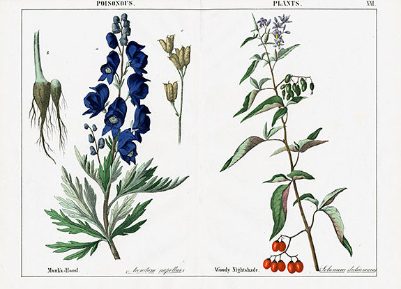 Yonge Instructive Picture Book Monk's Hood