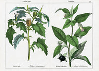 Yonge Instructive Picture Book Thorn Apple - Panteek Antique Prints