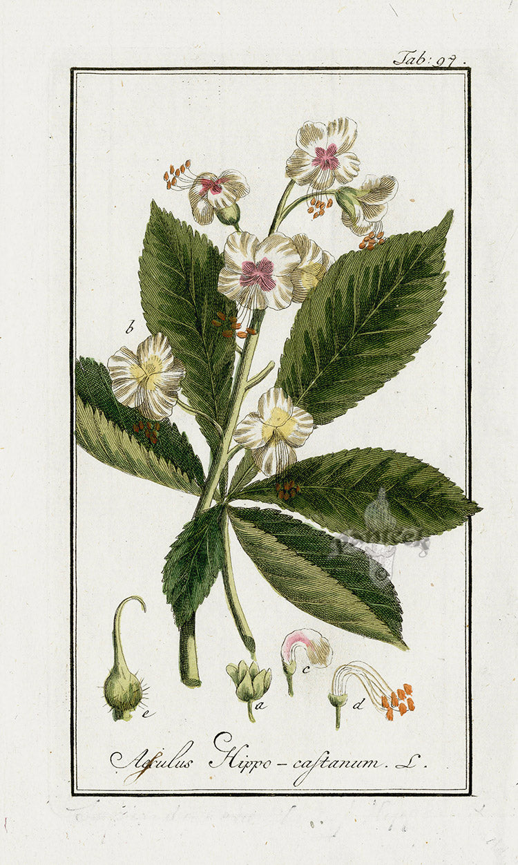 Zorn Original Botanical Print 1796 Aesculus