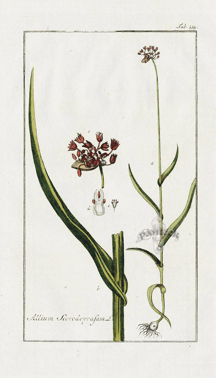 Zorn Original Botanical Print 1796 Allium sco
