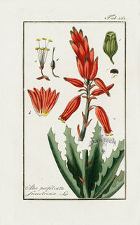 Zorn Original Botanical Print 1796 Aloe - Panteek Antique Prints