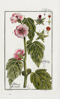Zorn Original Botanical Print 1796 Althaea off - Panteek Antique Prints