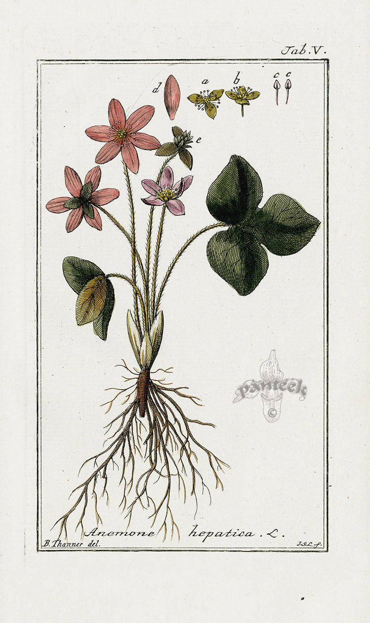Zorn Original Botanical Print 1796 Anemone hep