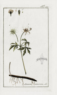 Zorn Original Botanical Print 1796 Anemone nem - Panteek Antique Prints