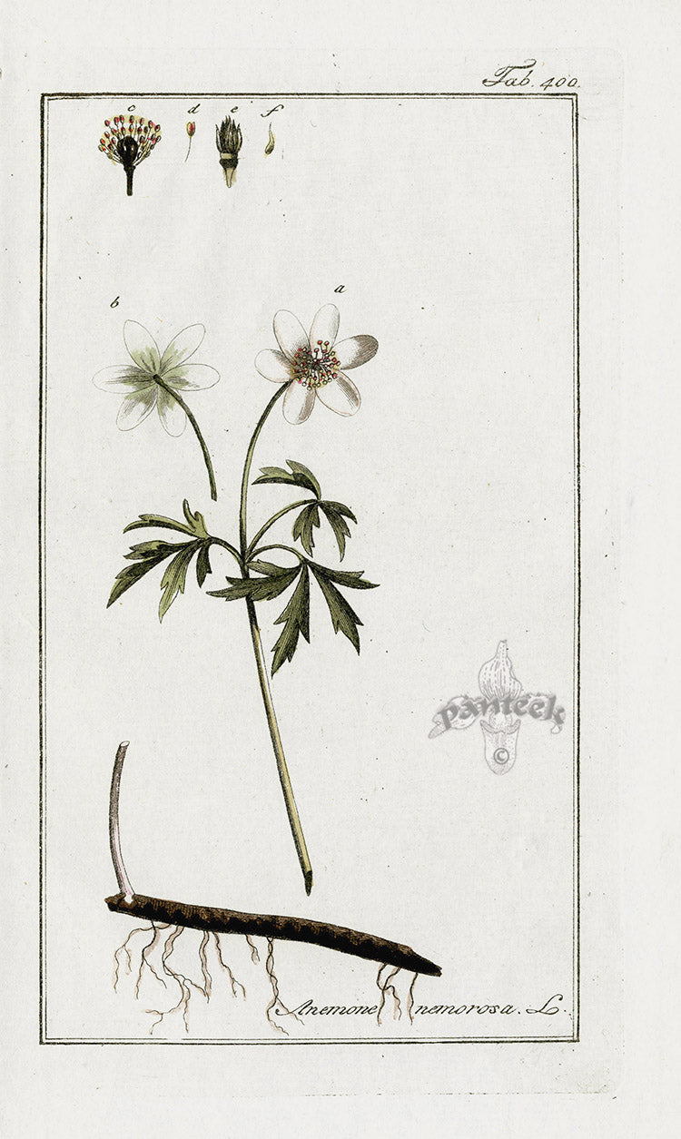 Zorn Original Botanical Print 1796 Anemone nem