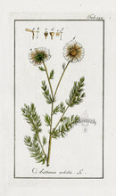 Zorn Original Botanical Print 1796 Anthemis nobilis - Panteek Antique Prints