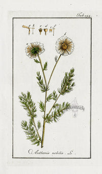 Zorn Original Botanical Print 1796 Anthemis nobilis - Panteek Antique Prints