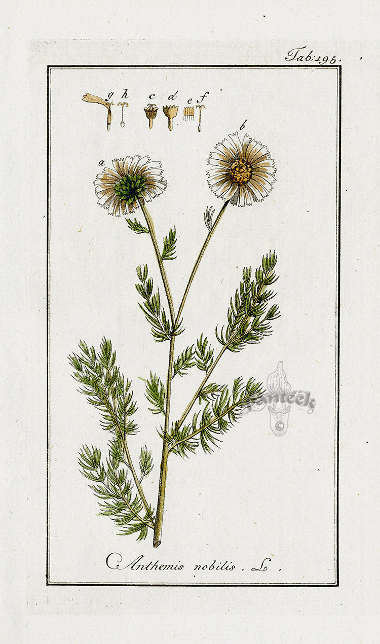 Zorn Original Botanical Print 1796 Anthemis nobilis