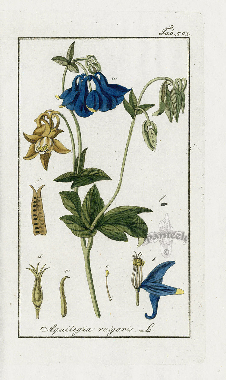Zorn Original Botanical Print 1796 Aquilegia vul