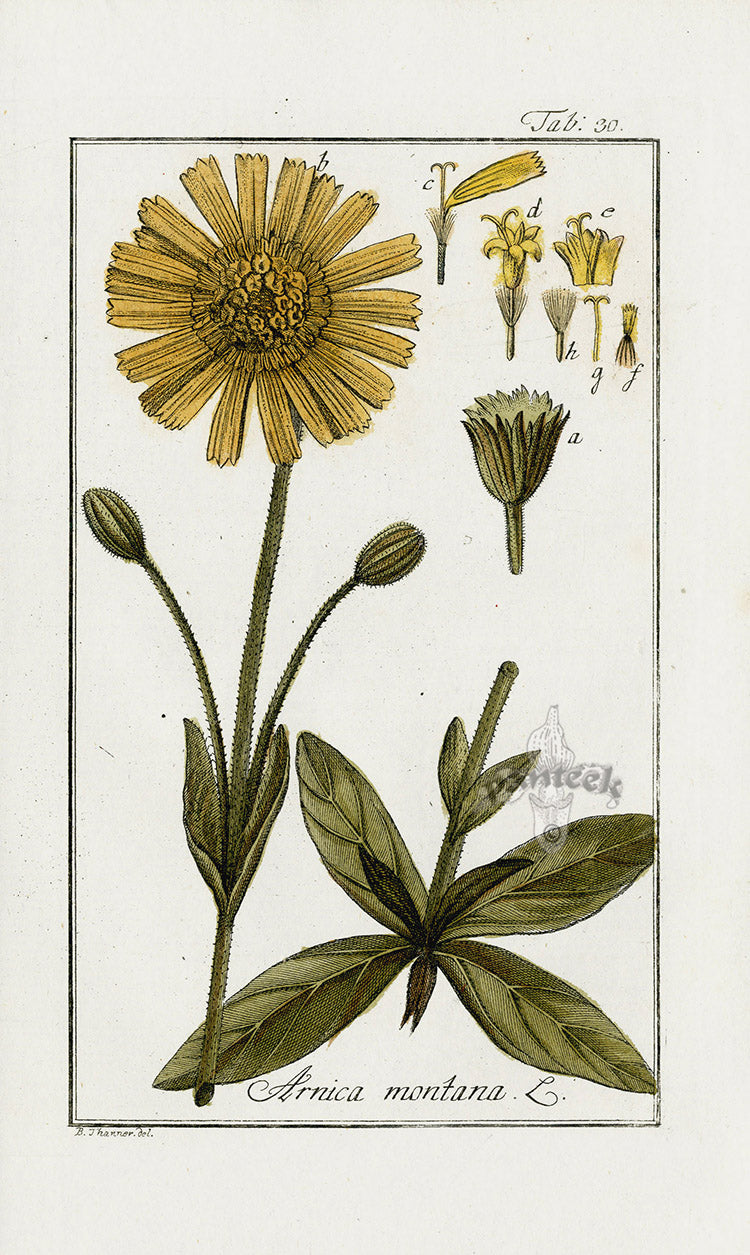 Zorn Original Botanical Print 1796 Arnica mon