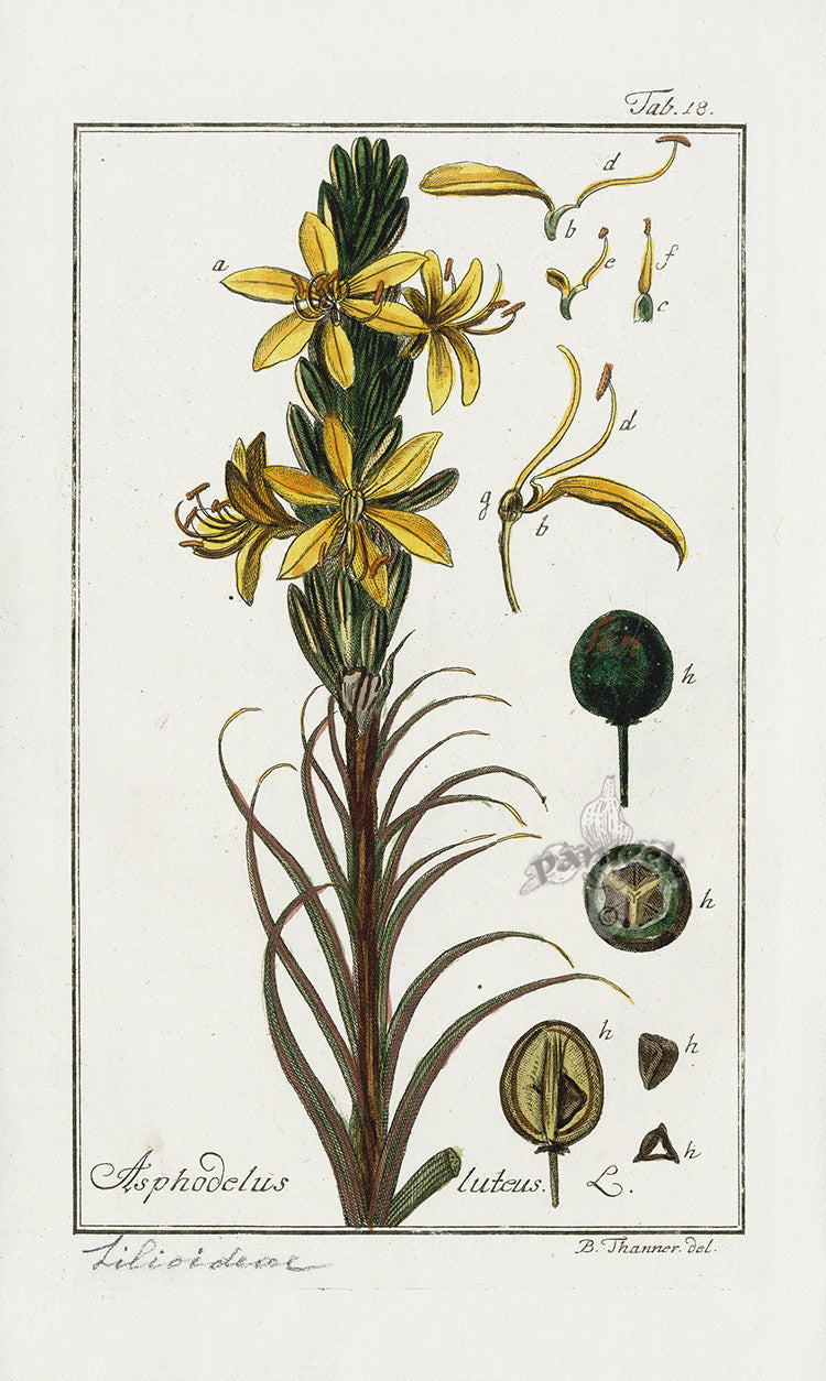 Zorn Original Botanical Print 1796 Asphodelus lut