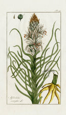 Zorn Original Botanical Print 1796 Asphodelus ram - Panteek Antique Prints
