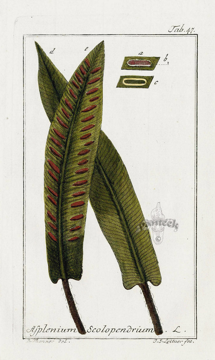 Zorn Original Botanical Print 1796 Asplenium Fern