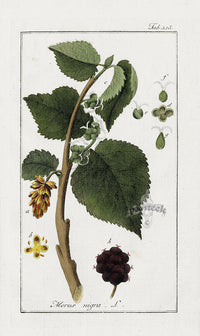 Zorn Original Botanical Print 1796 Black Mulberry - Panteek Antique Prints