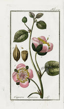Zorn Original Botanical Print 1796 Capparis spi - Panteek Antique Prints