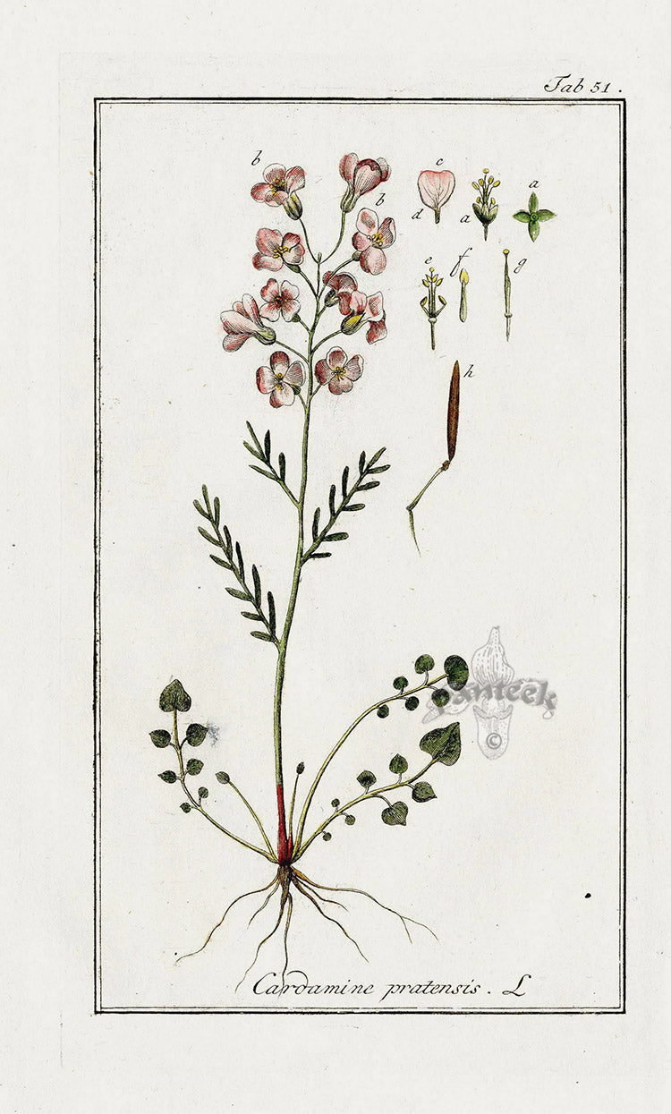 Zorn Original Botanical Print 1796 Cardamine pra