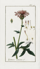 Zorn Original Botanical Print 1796 Centaurea cen - Panteek Antique Prints