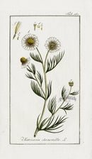 Zorn Original Botanical Print 1796 Chamomile - Panteek Antique Prints