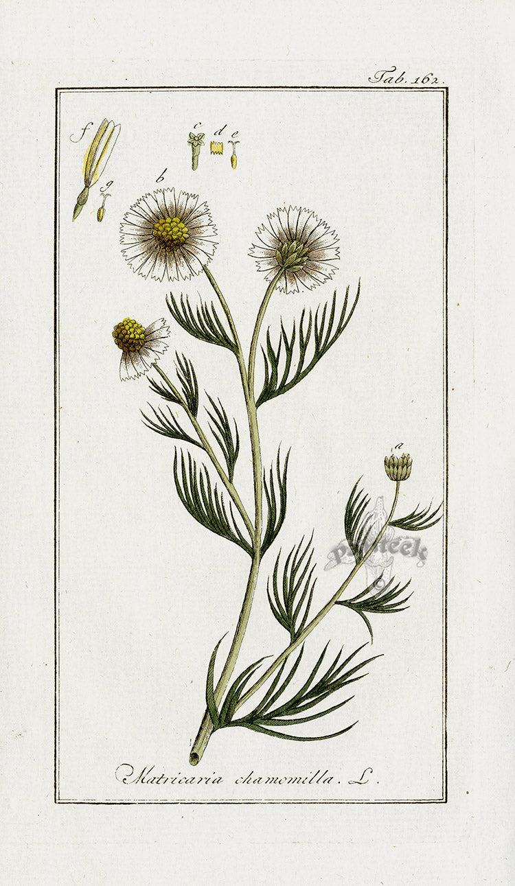 Zorn Original Botanical Print 1796 Chamomile