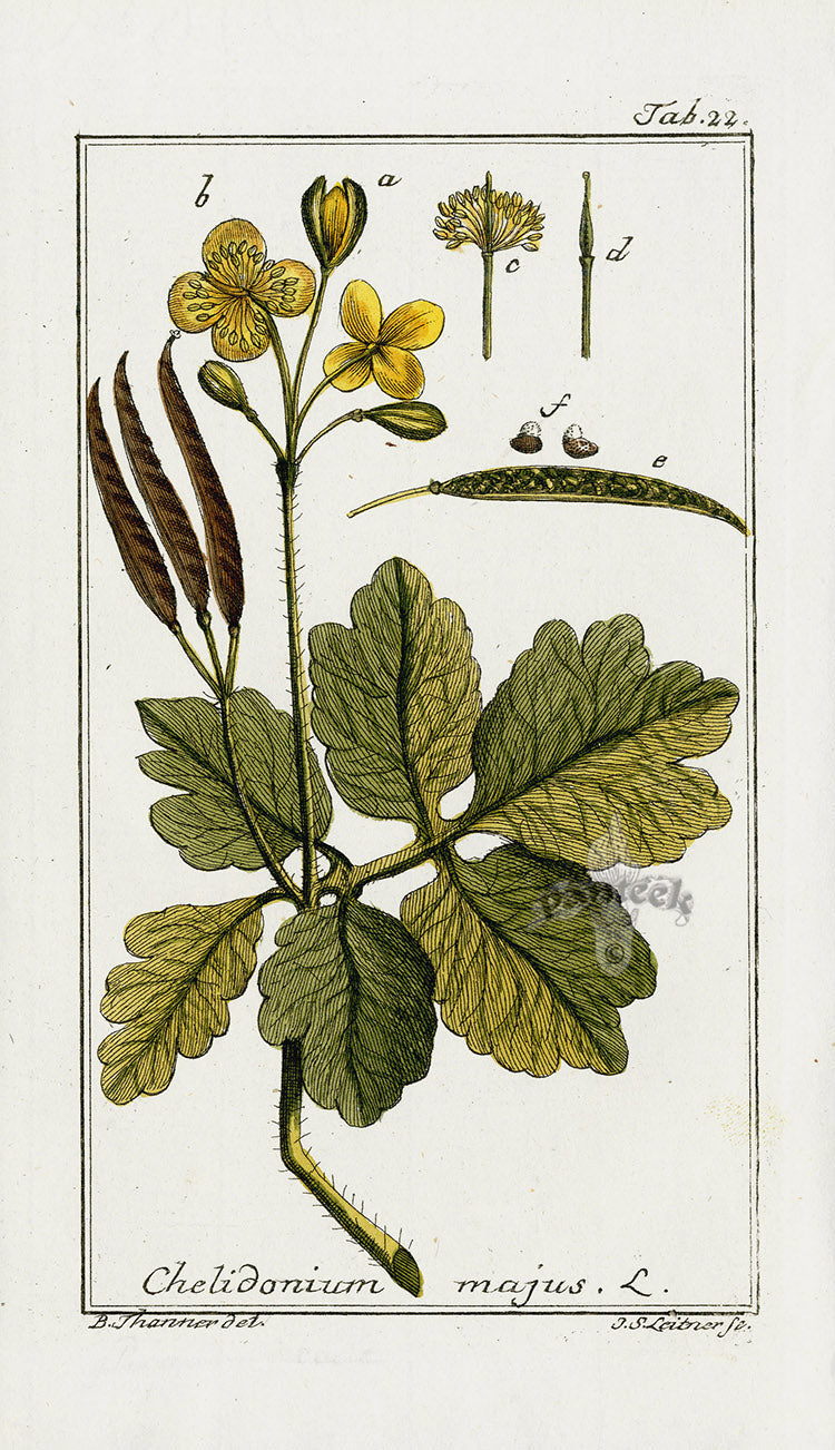 Zorn Original Botanical Print 1796 Chelidonium