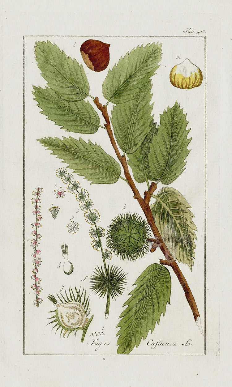 Zorn Original Botanical Print 1796 Chestnut