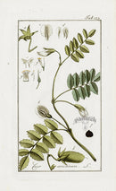 Zorn Original Botanical Print 1796 Chickpea - Panteek Antique Prints