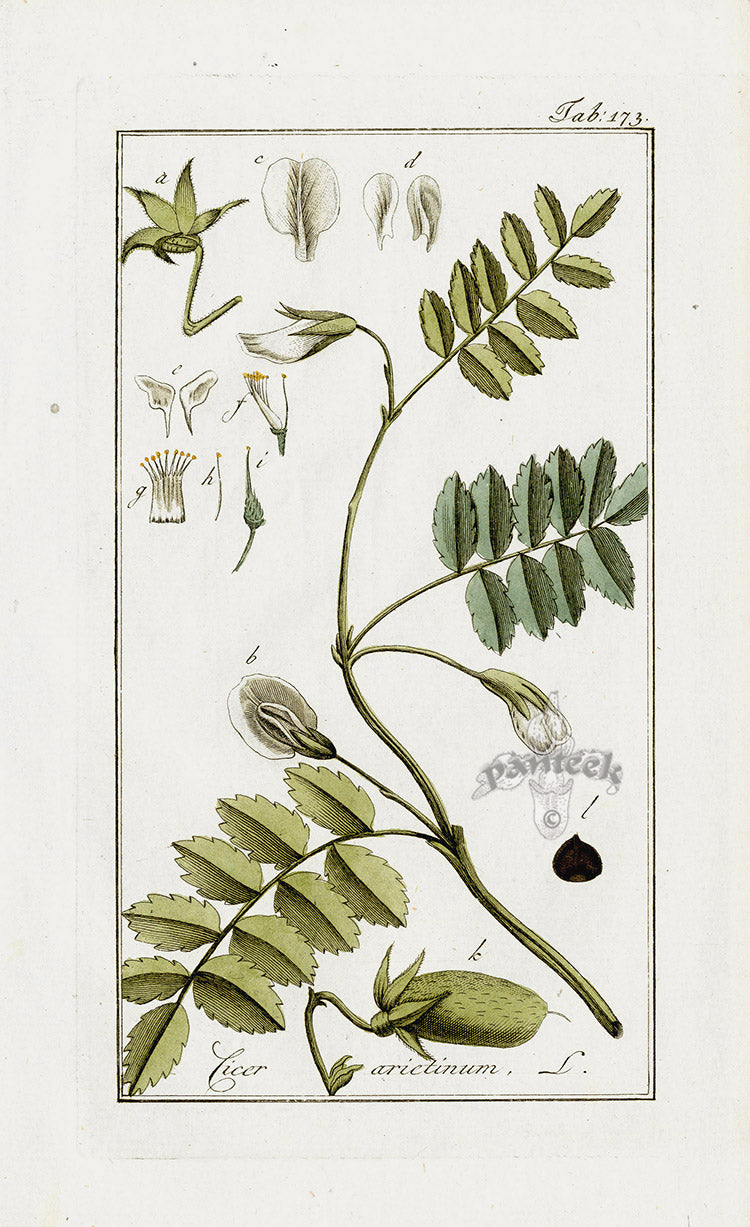 Zorn Original Botanical Print 1796 Chickpea