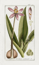 Zorn Original Botanical Print 1796 Colchium, Crocus - Panteek Antique Prints