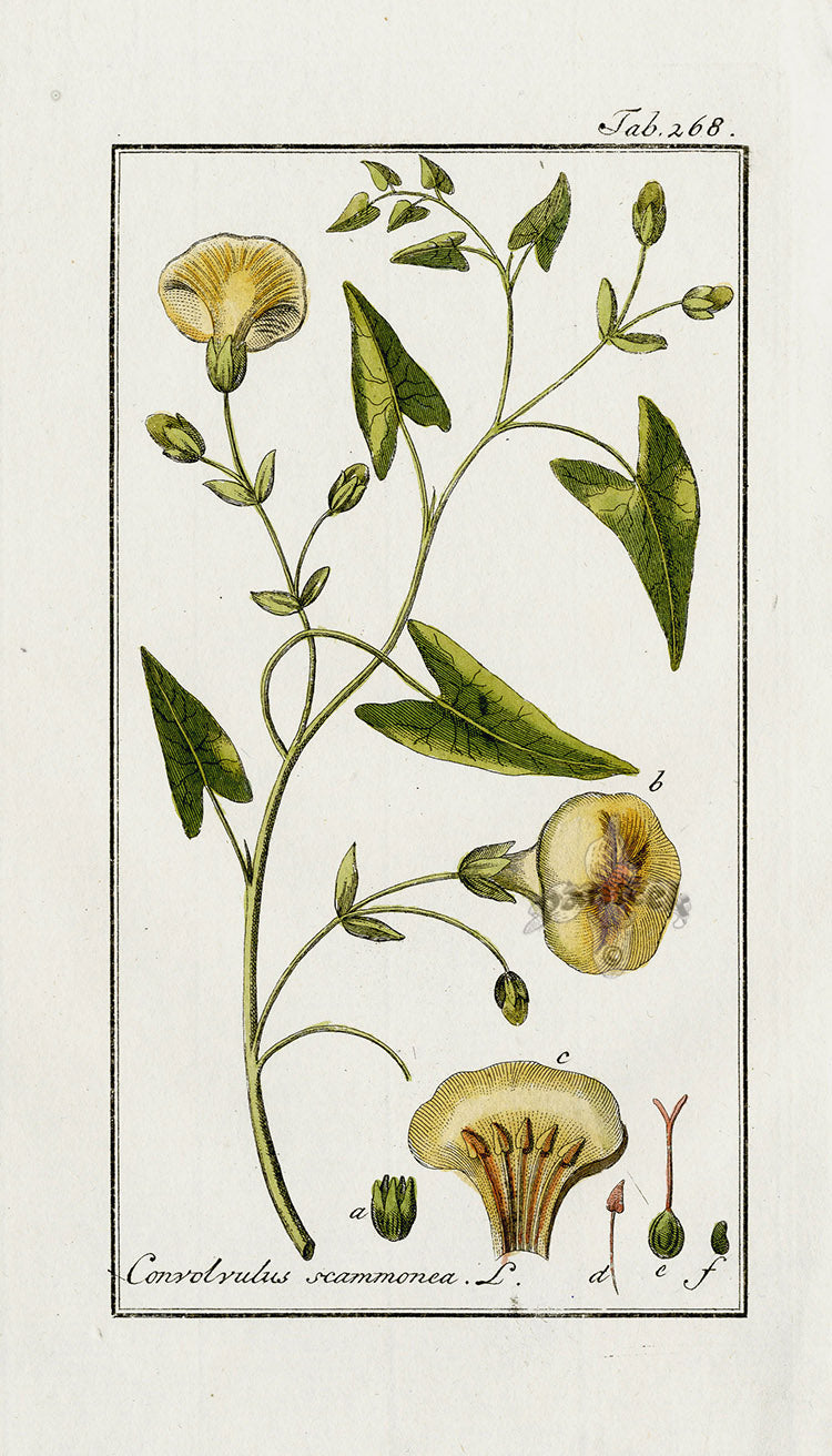 Zorn Original Botanical Print 1796 Convolvulus sca