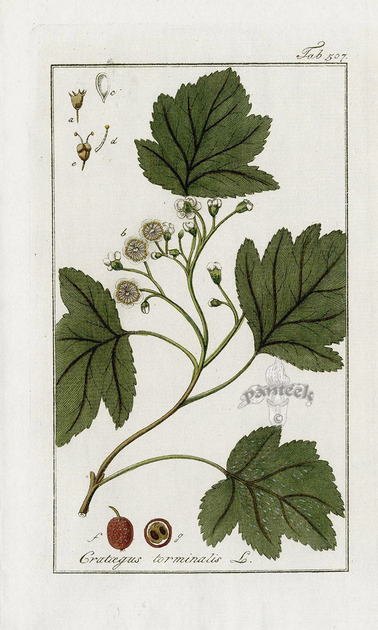 Zorn Original Botanical Print 1796 Crataegus