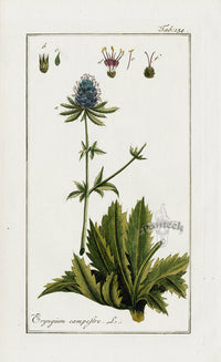 Zorn Original Botanical Print 1796 Eryngium cam - Panteek Antique Prints