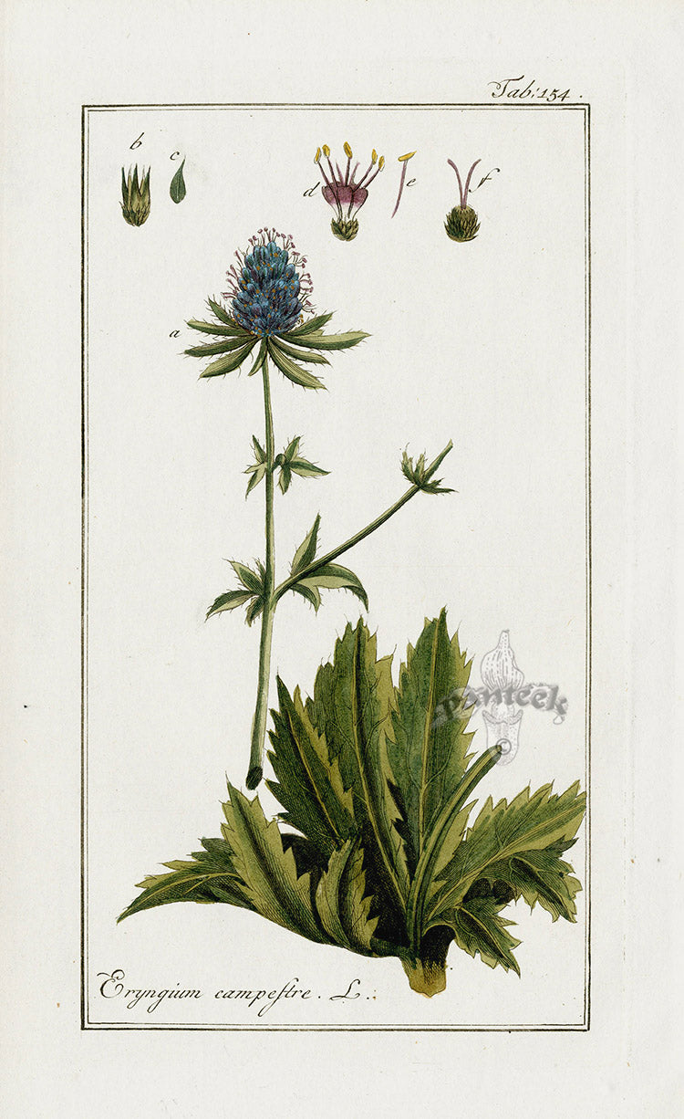 Zorn Original Botanical Print 1796 Eryngium cam