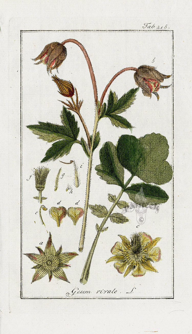 Zorn Original Botanical Print 1796 Geum rivale
