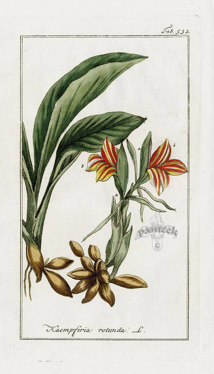 Zorn Original Botanical Print 1796 Ginger