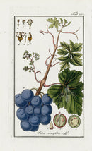 Zorn Original Botanical Print 1796 Grape - Panteek Antique Prints