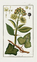 Zorn Original Botanical Print 1796 Hedera helix - Panteek Antique Prints